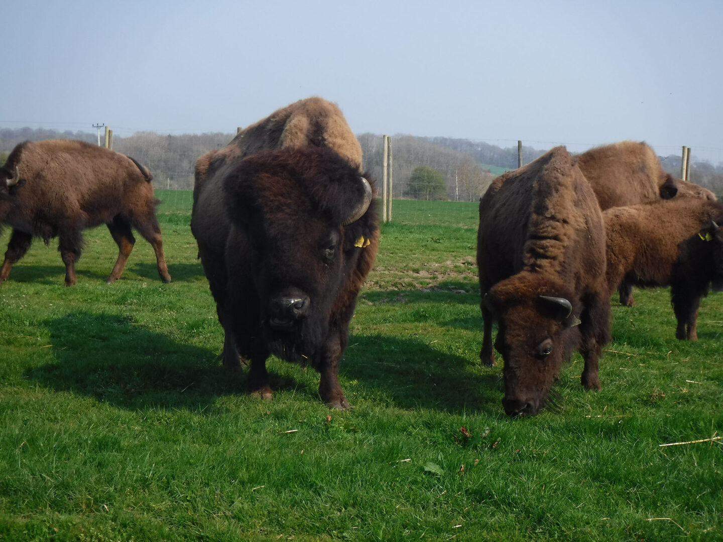 canadian bisons
