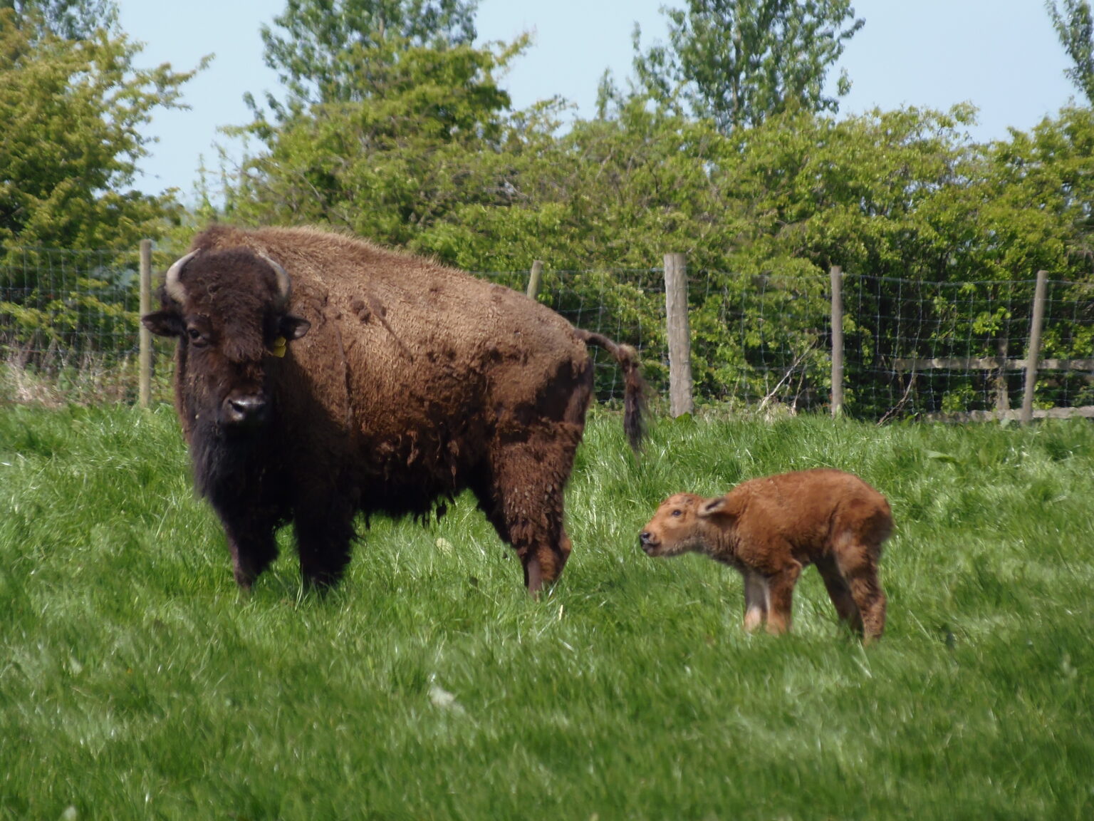 mature bison with young bison