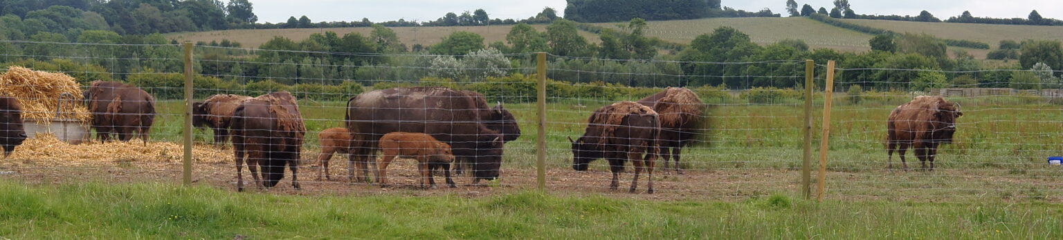 group of bisons after a fence