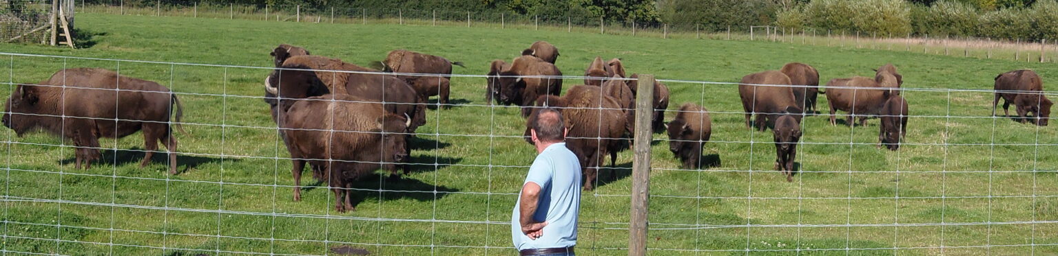 group of bisons near fence