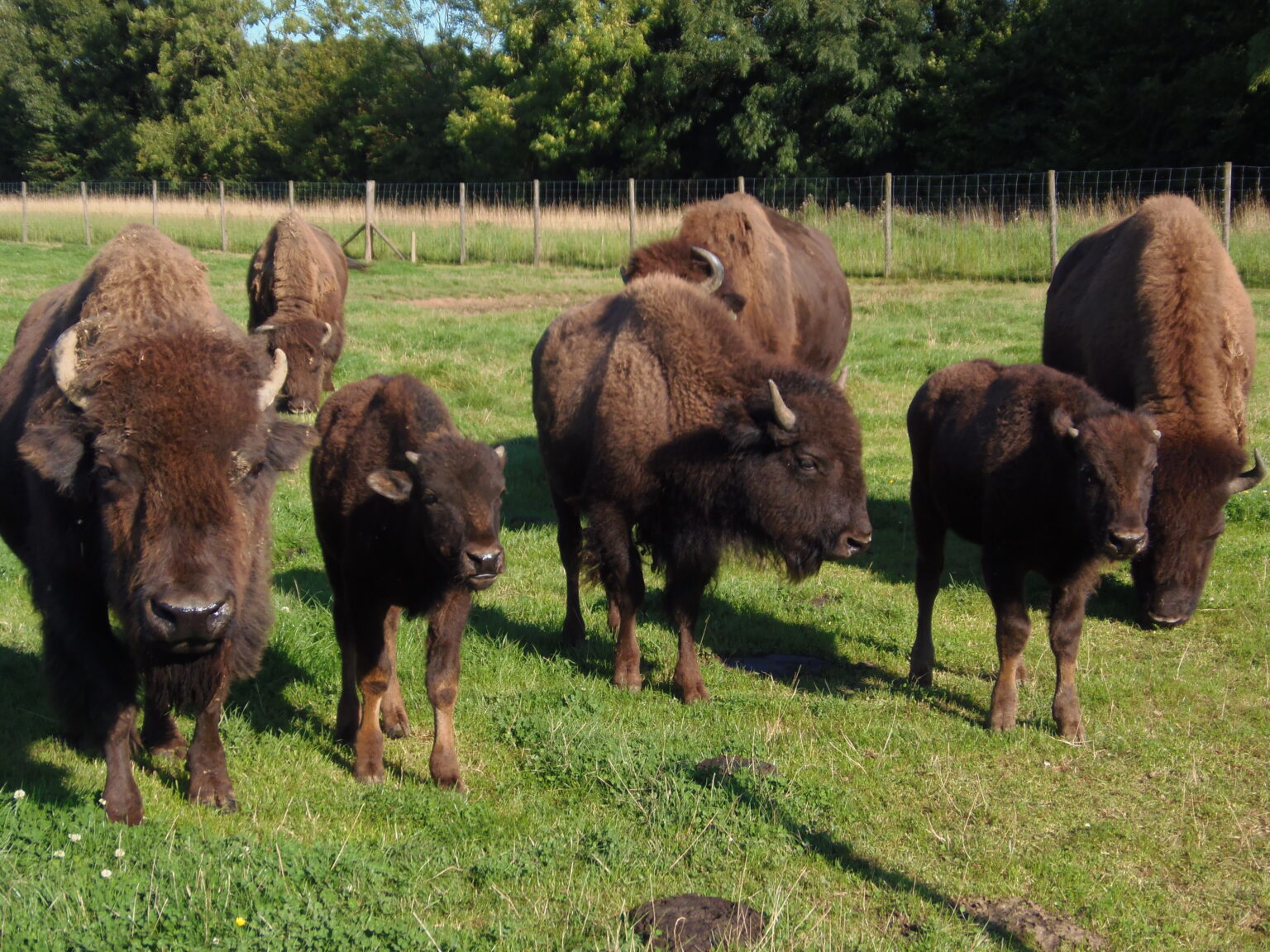 group of bisons