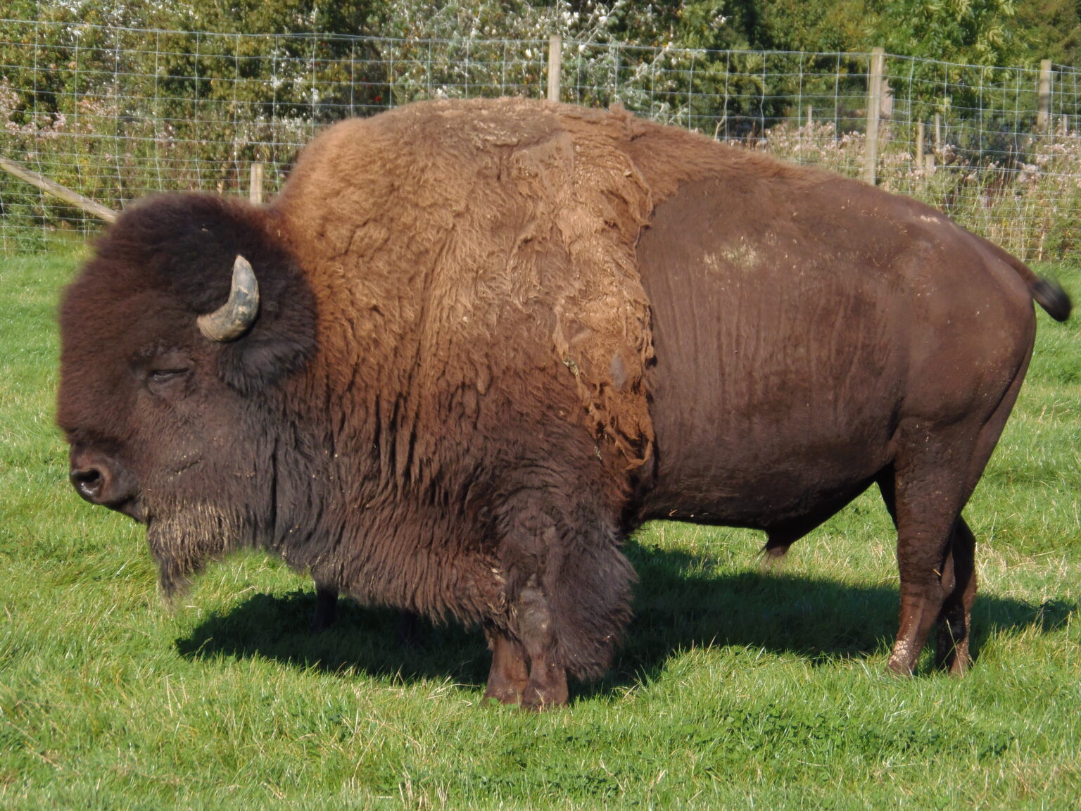 big bison